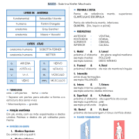 Anatomia