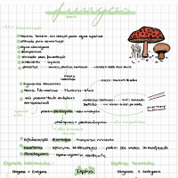 Resumo de FUNGOS