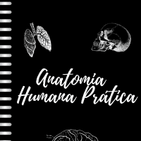 Anatomia dos Ossos