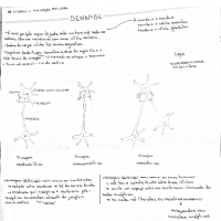 NeuroFisiologia